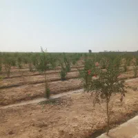 زمین کشاورزی جیلان اباد|فروش دفتر صنعتی، کشاورزی، تجاری|اصفهان, قهاب جنوبی|دیوار
