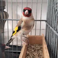 سهره دورگ سهره سرسیاه