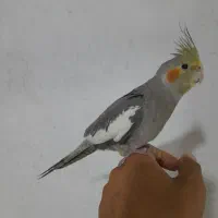 طوطی عروس هلندی