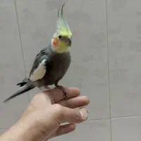 یک جفت عروس هلندی|پرنده|همدان, |دیوار