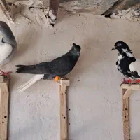 ماده افغانی سینه مشهدی کاکلی دم سفید سار دم آلمانی