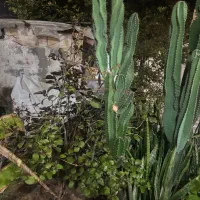 فروش کاکتوس ستونی