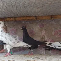 رنگی و آلمانی