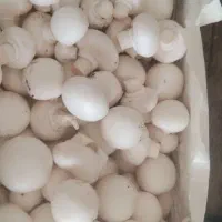 قارچ سبدی/کارتنی/بسته بندی|خوردنی و آشامیدنی|ارژن, |دیوار