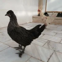 سلام دو جفت مرغ و خروس تزئینی خوشگل|پرنده|قم, نخودی|دیوار