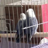 طوطی برزیلی بنفش|پرنده|تهران, دستغیب|دیوار