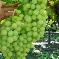 فروش انواع نهال انگور