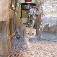 گربه اسکاتیش نر|گربه|تهران, سید خندان (جلفا)|دیوار