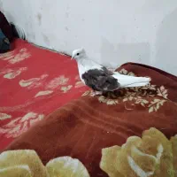 ماده دوبالی خاص