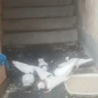 فروش پرنده خانگی کبوتر طوقی 8 عدد|پرنده|مسجد سلیمان, |دیوار