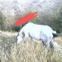 اسب نریان کرد ۵ ساله