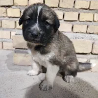 توله