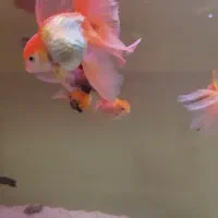 ماهی گلدفیش|ماهی|شیراز, فرهنگیان|دیوار