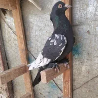 سینه سیاه و شهری بدون عیب