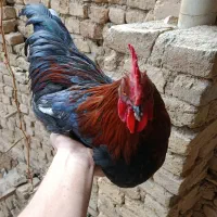 خروس جوان