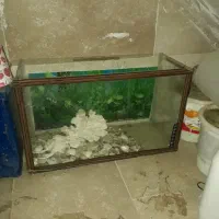 سنگ  ، صدف ،