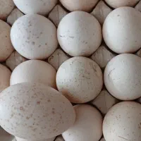 تخم بوقلمون نطفه دار