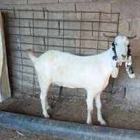 بز افغانی ابستن|حیوانات مزرعه|بندر امام خمینی, |دیوار