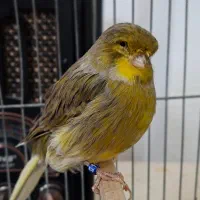 قناری گلستر ماده