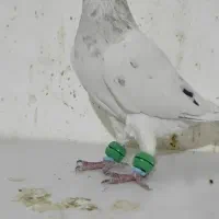 نرهفترنگ کاکلی کرمونی|پرنده|فرح دشت, |دیوار