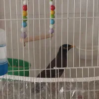 فروش یا معاوضه مینا افغان کام سیاه