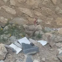 مرغ