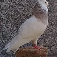 کبوتر