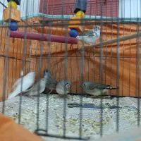 یک جفت فنج با ۶ تا تخم و ۶ تا جوجه تقریباً بالغ|پرنده|پیشوا, |دیوار