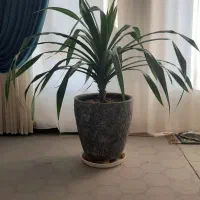 گل پاندانوس|گل و گیاه طبیعی|فولادشهر, A4|دیوار