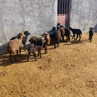 فروش میش|حیوانات مزرعه|بشاریات, |دیوار