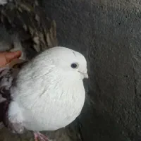 کبوتر|پرنده|بیجار, |دیوار