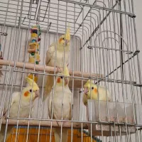 عروس هلندی لوتینو