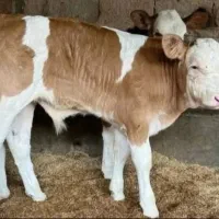 دام‌شهر بندرترکمن فروش بهترین گوساله پرواری|حیوانات مزرعه|ساوه, |دیوار