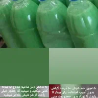 شامپو صد درصد گیاهی و تضمینی برای رفع شپش و رشک