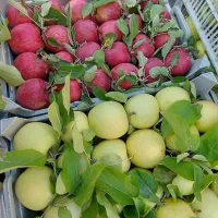 فروش نهال های با کیفیت و اصلاح شده|خدمات باغبانی و درختکاری|کرمانشاه, |دیوار