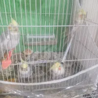 ۴ عدد عروس هلندی