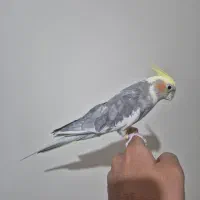 عروس هلندی|پرنده|تهران, والفجر (افسریه)|دیوار