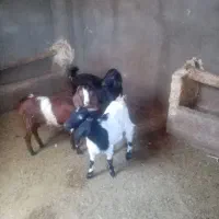بزغاله ستادوتا ماده