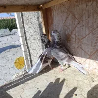 کفتر پرشی|پرنده|ازنا, |دیوار