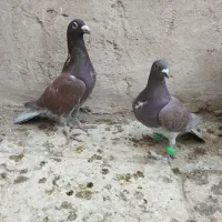 کبوتر جفتگاه|پرنده|فردوس (خراسان), |دیوار