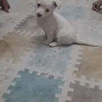 سگ شیتز پامر