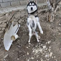 سگ هاسکی