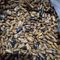 پاچ باقلا پرمحصول تابستان