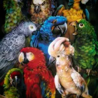 خریدارارا ماکائو کاسکو کاکادو امازون راهب خورشیدی