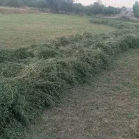یونجه پشه دورا
