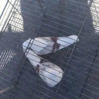 پلنگ نواتی|پرنده|شیروان (لرستان), |دیوار