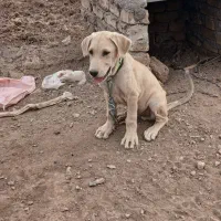 توله سگ پژدر عراقی اصیل