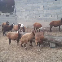 ۱۶۰مقطوع|حیوانات مزرعه|تاتار علیا, |دیوار