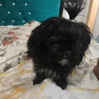 واگذاری سگ شیتزو تریر