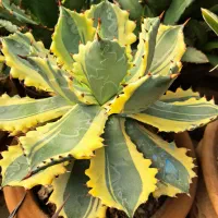 کاکتوس آگاو